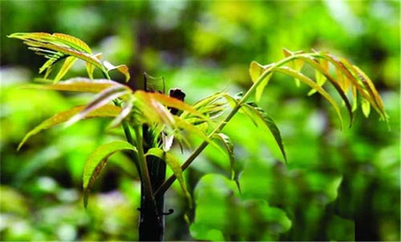香椿的育苗方法 香椿苗栽培种植技术要点