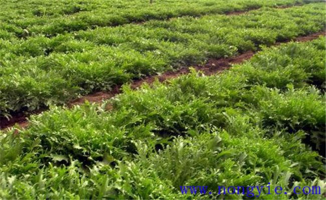 苦菊如何种植？苦菊种植管理技术要点