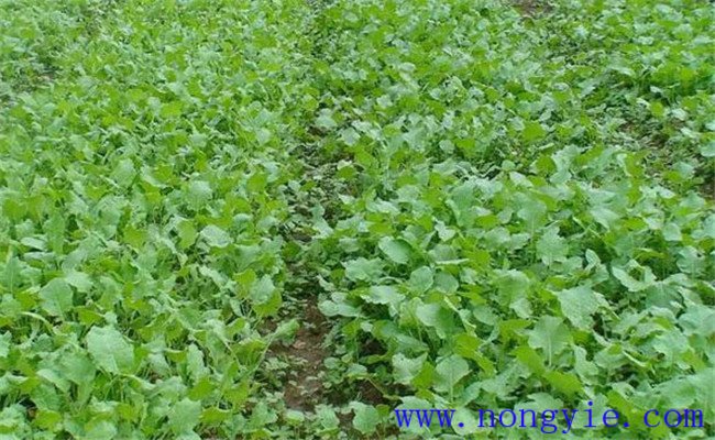 油菜育苗移栽技术要点与方法、步骤