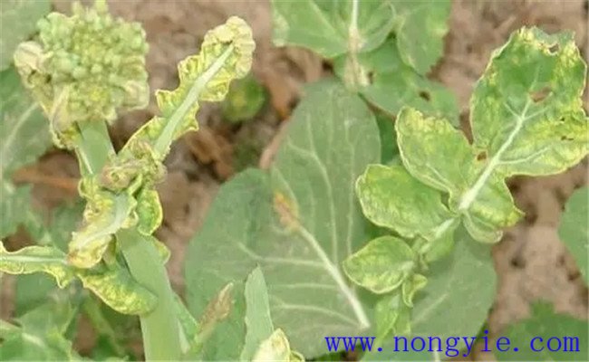 油菜病害有哪些？油菜病虫害防治技术