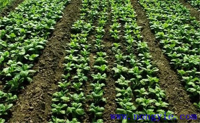 冬菠菜种植时间和方法 冬菠菜如何进行田间管理