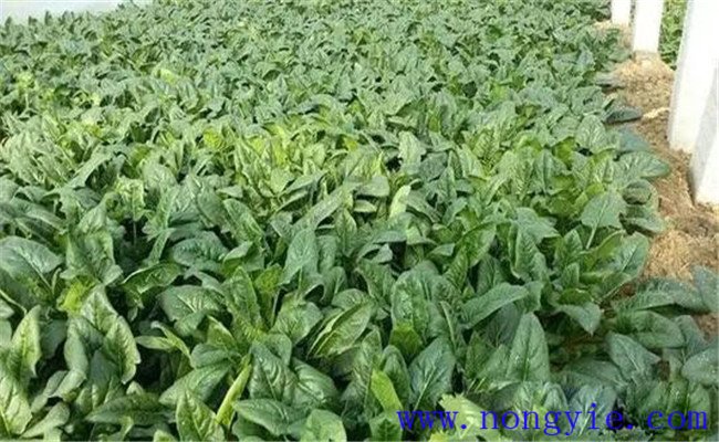 冬菠菜种植时间和方法 冬菠菜如何进行田间管理