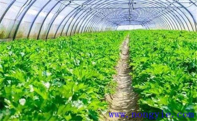 芹菜为什么要少施尿素，芹菜亩产量一般是多少