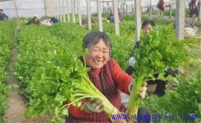 芹菜为什么要少施尿素，芹菜亩产量一般是多少