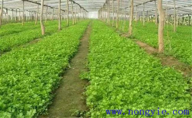 芹菜一亩地种多少棵 芹菜的播种时间与方法简介