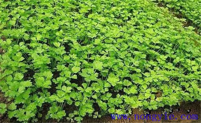 芹菜一亩地种多少棵 芹菜的播种时间与方法简介