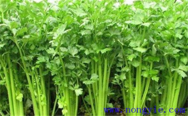 种植芹菜施什么肥好 提高芹菜产量的方法与技巧