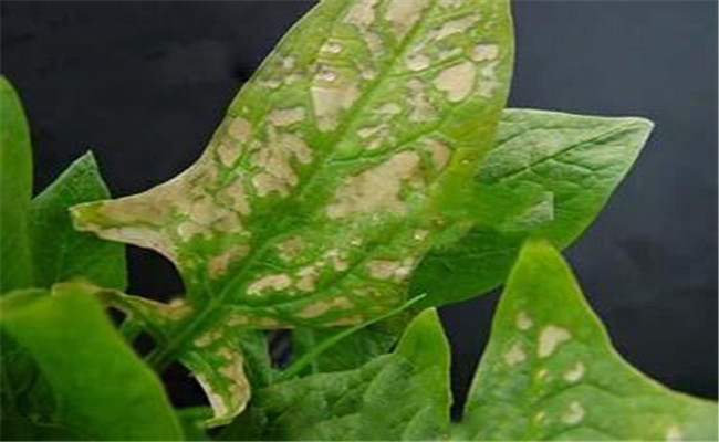 菠菜斑点病有哪些特征？菠菜斑点病的防治方法