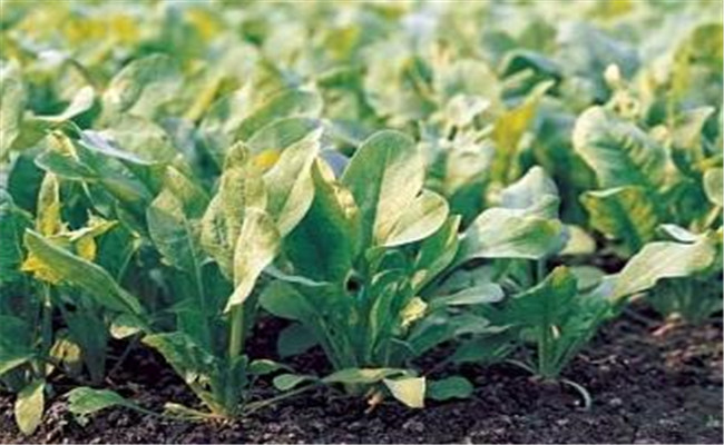 菠菜斑点病有哪些特征？菠菜斑点病的防治方法