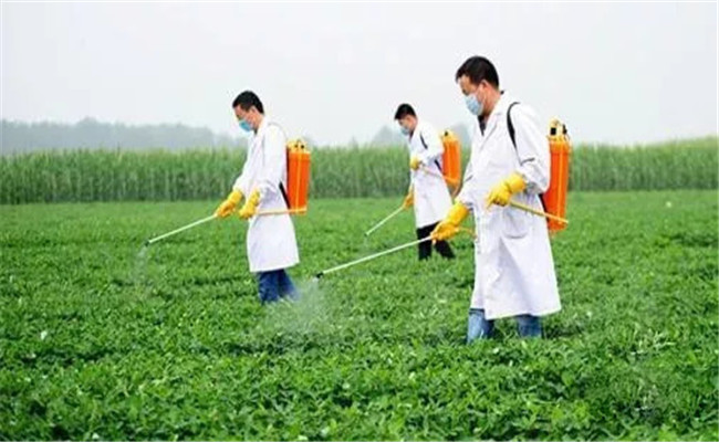 油菜什么时候喷施硼肥最好 油菜如何施硼肥