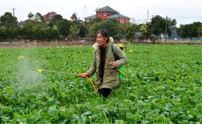 油菜什么时候喷施硼肥最好 油菜如何施硼肥