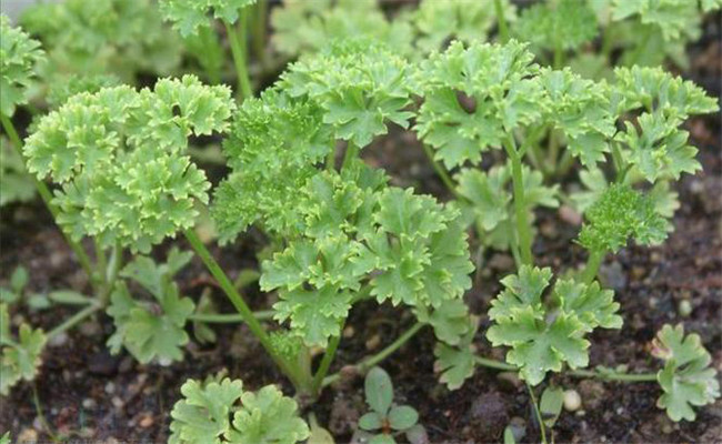 香菜（芫荽）白粉虱如何防治？发生规律是什么