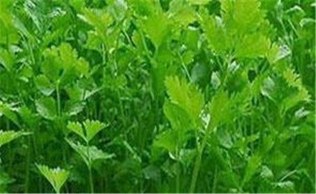 香菜（芫荽）白粉虱如何防治？发生规律是什么