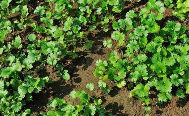 香菜怎么种植？香菜的播种方法和需注意事项