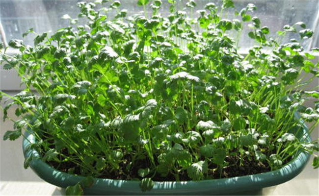 香菜阳台怎么种？阳台香菜的种植时间与方法