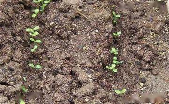 如何提高油麦菜产量？油麦菜种植技术要点简介
