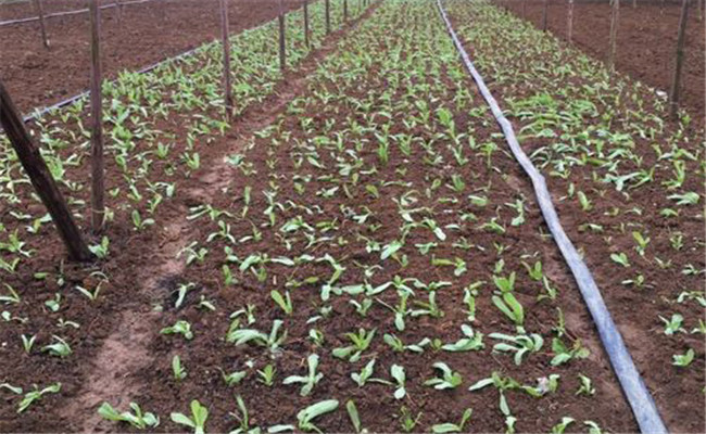 如何提高油麦菜产量？油麦菜种植技术要点简介