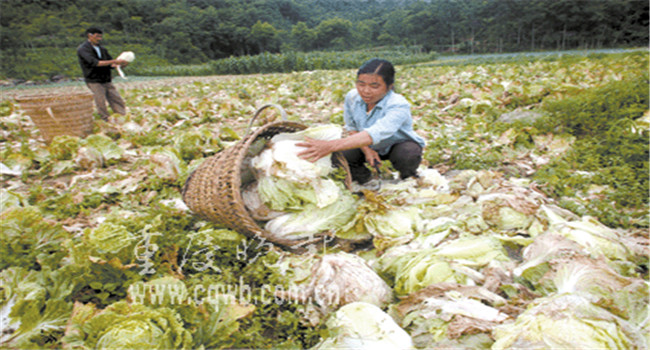 白菜烂帮是什么原因导致的，白菜烂帮怎么治疗