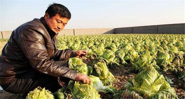 白菜烂帮是什么原因导致的，白菜烂帮怎么治疗
