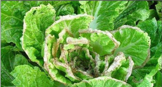 大白菜烂心是怎样回事 大白菜已烂心还能吃吗？