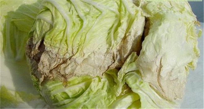 大白菜烂心是怎样回事 大白菜已烂心还能吃吗？