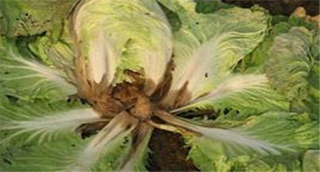 大白菜为什么会烂根？白菜烂根用什么药防治？