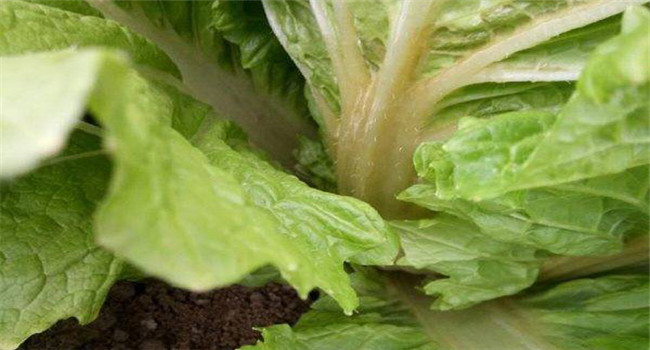 大白菜为什么会烂根？白菜烂根用什么药防治？