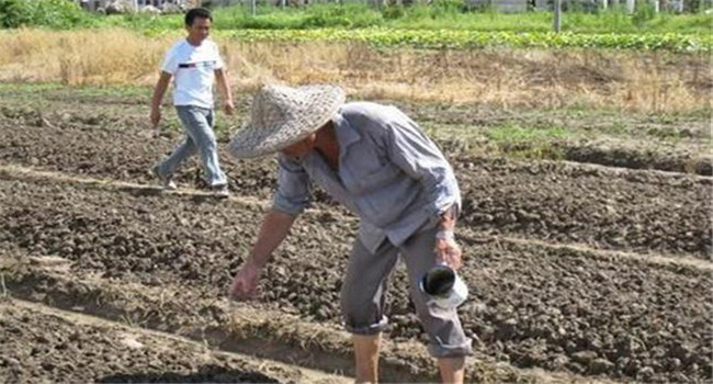 大白菜籽种多深合适 大白菜的生长周期是多久
