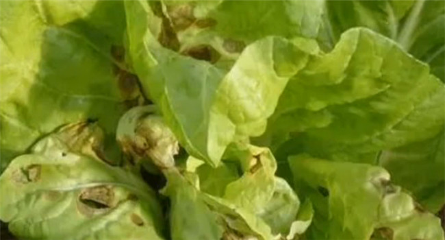 如何预防白菜腐烂病 白菜腐烂病是什么原因