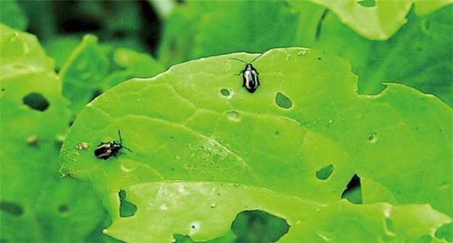 怎样消灭白菜地跳蚤？去除白菜跳蚤虫用什么药