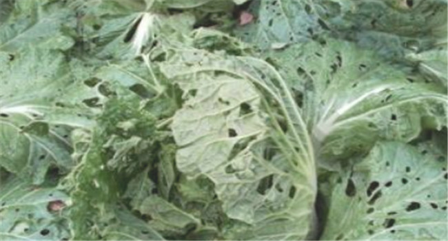 怎样消灭白菜地跳蚤？去除白菜跳蚤虫用什么药