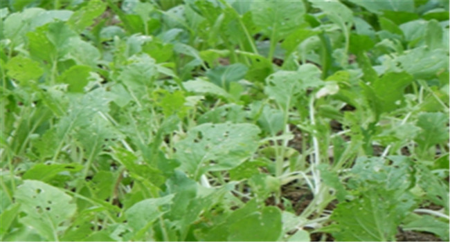 怎样消灭白菜地跳蚤？去除白菜跳蚤虫用什么药