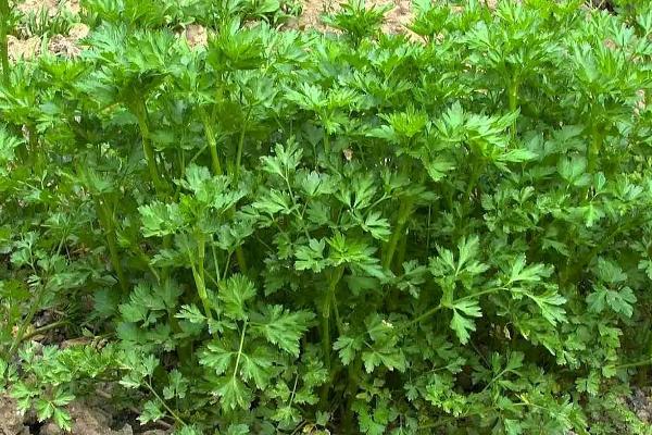 芹菜什么时间播种，种植芹菜用什么肥料合适