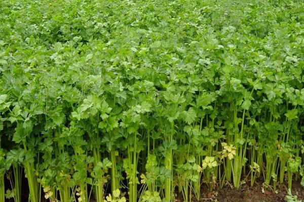 芹菜什么时间播种，种植芹菜用什么肥料合适