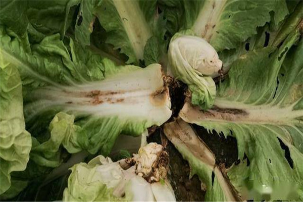 大白菜软腐病防治方法