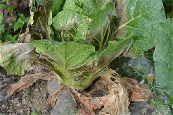 大白菜软腐病防治方法