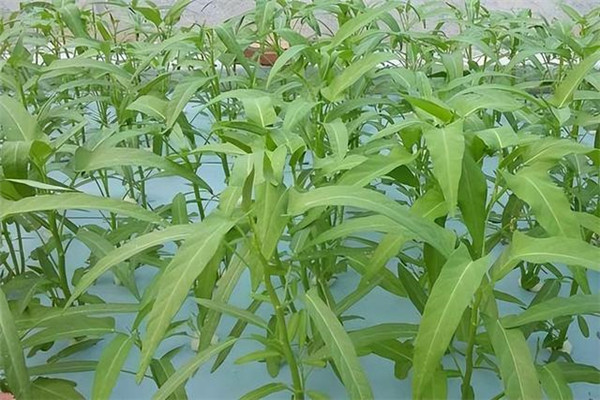 空心菜的类型与品种 空心菜无公害栽培方法