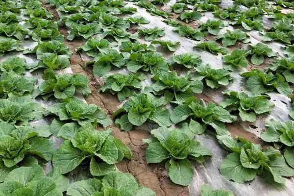 北方白菜几月份种植 介绍几个较好的白菜品种