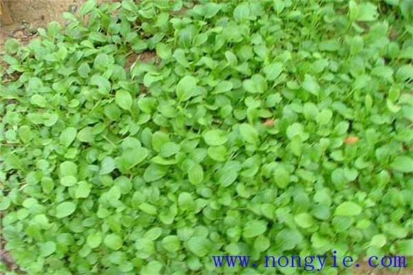 上海青是什么菜？上海青种植时间和方法
