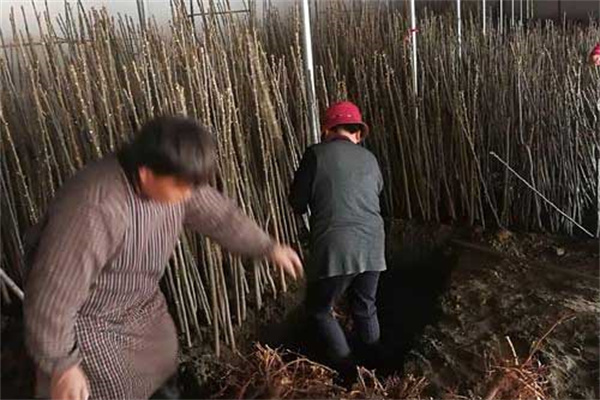 香椿矮化密植的选种、育苗要点及剪枝方法