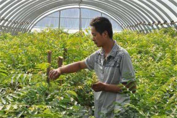 香椿矮化密植的选种、育苗要点及剪枝方法