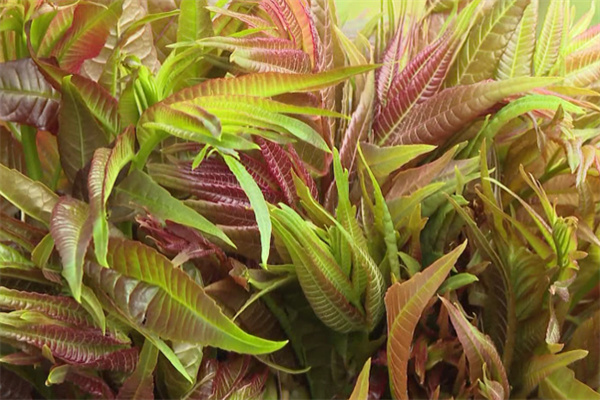 香椿一亩地种植多少棵 露天香椿树怎么种植