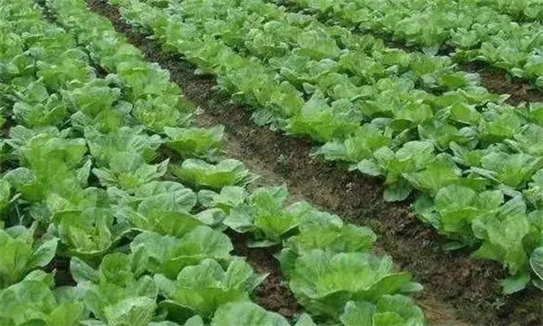 大白菜对氮磷钾等营养元素的需求规律和需求量