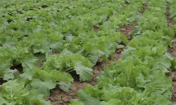 大白菜对氮磷钾等营养元素的需求规律和需求量