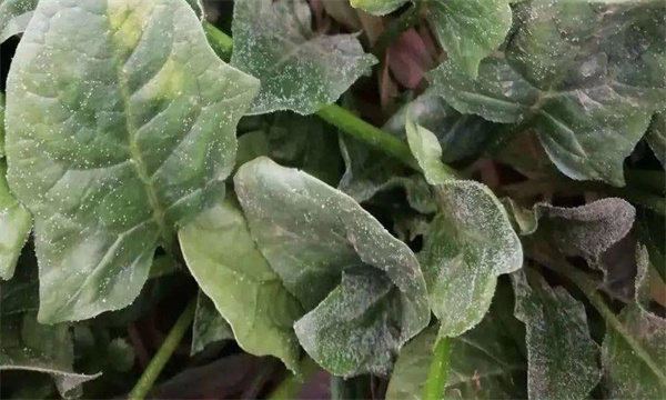 菠菜霜霉病发病原因是什么 菠菜霜霉病打什么药