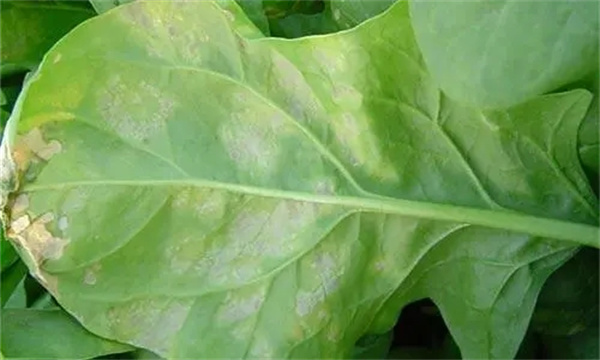 菠菜霜霉病发病原因是什么 菠菜霜霉病打什么药