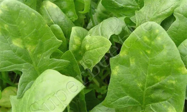 菠菜霜霉病发病原因是什么 菠菜霜霉病打什么药