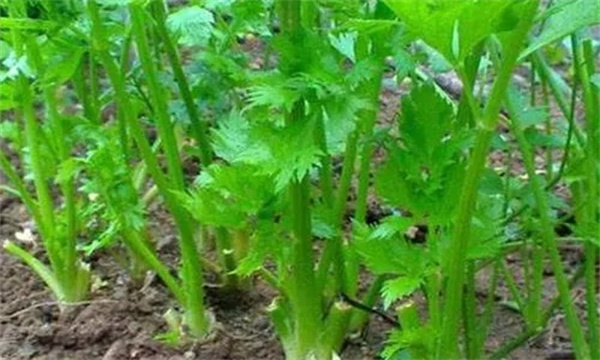 芹菜烧心是什么原因引起的？如何预防芹菜烧心