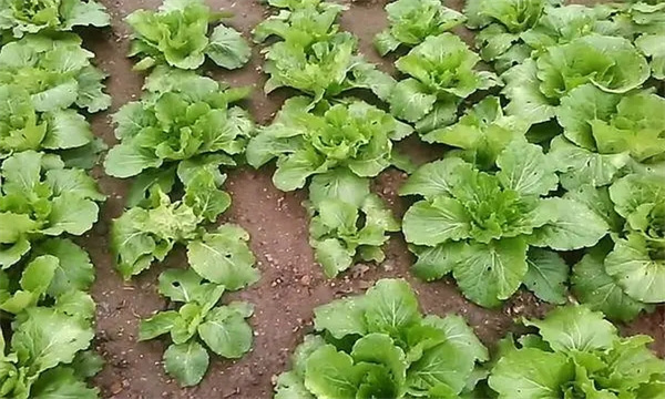 大白菜施肥要掌握的施肥技巧