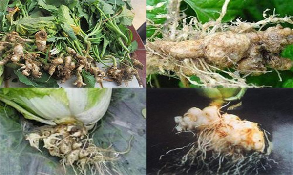 如何防治大白菜根肿病，其发生原因是什么？